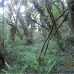 Trees covered with Mosses near Zee lake